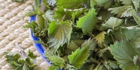 Tinktura i izvarak koprive tokom menstruacije: kako piti, pravila prijema, recenzije